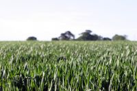 Field of Grass Image